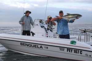 benguela skippers